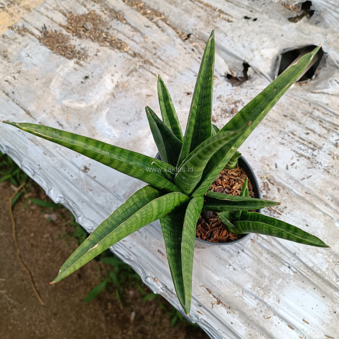 Sansevieria Marsa Anjani, real feature image plant. Picture taken directly from kaktus.id community Sansevieria farmer green houses.