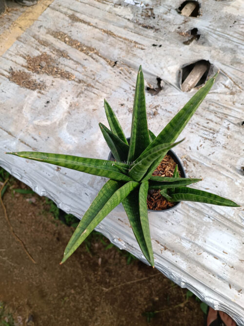Sansevieria Marsa Anjani, real gallery image #1 plants. Picture taken directly from kaktus.id community Sansevieria farmer green houses.
