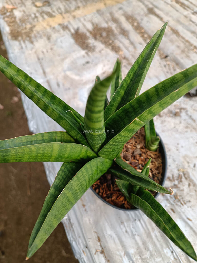 kaktus.id