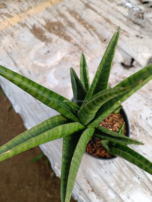 Sansevieria Marsa Anjani, real gallery image #4 plants. Picture taken directly from kaktus.id community Sansevieria farmer green houses.