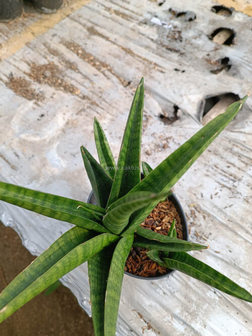 Sansevieria Marsa Anjani, real gallery image #5 plants. Picture taken directly from kaktus.id community Sansevieria farmer green houses.