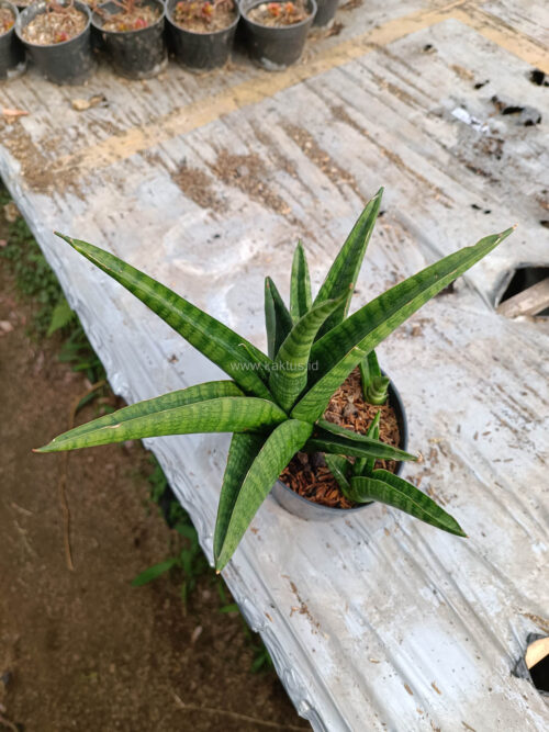 Sansevieria Marsa Anjani, real gallery image #6 plants. Picture taken directly from kaktus.id community Sansevieria farmer green houses.