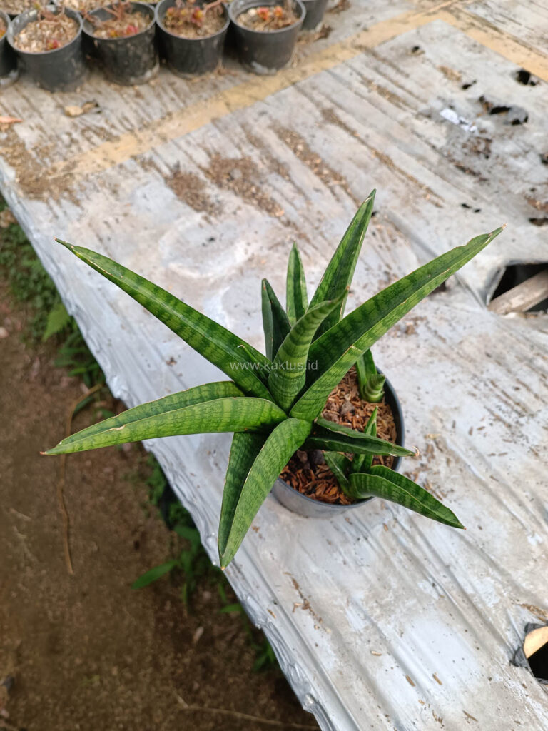 kaktus.id
