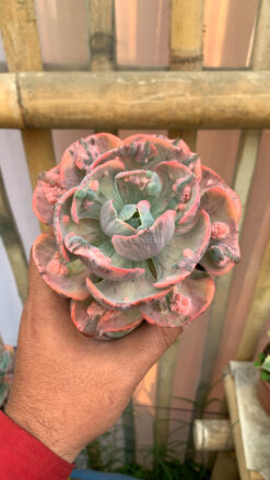 Echeveria Beyonce Variegated, real gallery image #6 plants. Picture taken directly from kaktus.id community Echeveria farmer green houses.