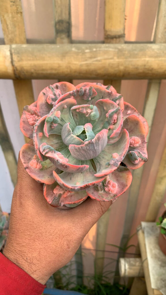 kaktus.id