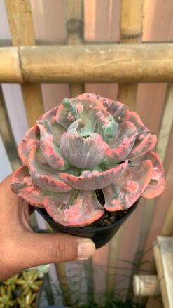 Echeveria Beyonce Variegated, real gallery image #2 plants. Picture taken directly from kaktus.id community Echeveria farmer green houses.