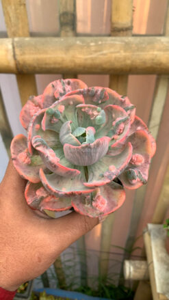 Echeveria Beyonce Variegated, real gallery image #4 plants. Picture taken directly from kaktus.id community Echeveria farmer green houses.