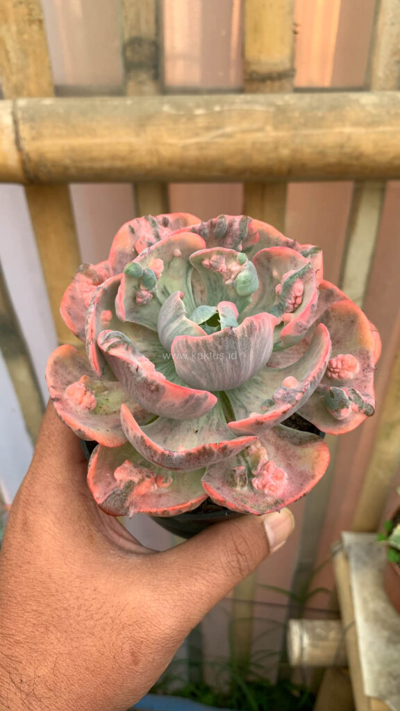 kaktus.id