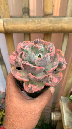 Echeveria Beyonce Variegated, real gallery image #12 plants. Picture taken directly from kaktus.id community Echeveria farmer green houses.