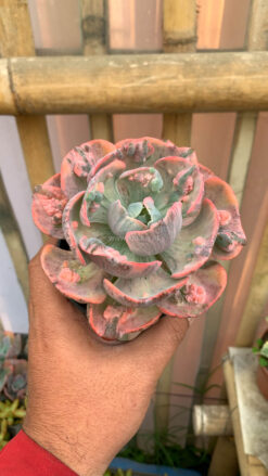 Echeveria Beyonce Variegated, real gallery image #10 plants. Picture taken directly from kaktus.id community Echeveria farmer green houses.
