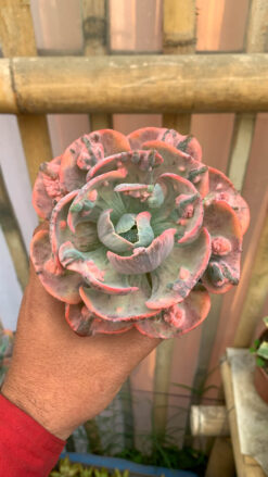 Echeveria Beyonce Variegated, real gallery image #9 plants. Picture taken directly from kaktus.id community Echeveria farmer green houses.