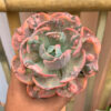 Echeveria Beyonce Variegated, real gallery image #8 plants. Picture taken directly from kaktus.id community Echeveria farmer green houses.