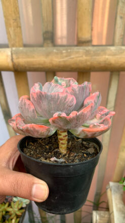 Echeveria Beyonce Variegated, real gallery image #20 plants. Picture taken directly from kaktus.id community Echeveria farmer green houses.