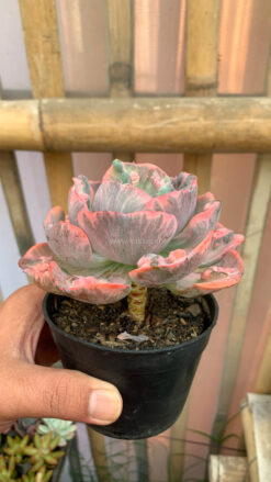 Echeveria Beyonce Variegated, real gallery image #21 plants. Picture taken directly from kaktus.id community Echeveria farmer green houses.
