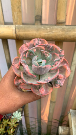 Echeveria Beyonce Variegated, real gallery image #19 plants. Picture taken directly from kaktus.id community Echeveria farmer green houses.
