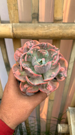 Echeveria Beyonce Variegated, real gallery image #18 plants. Picture taken directly from kaktus.id community Echeveria farmer green houses.