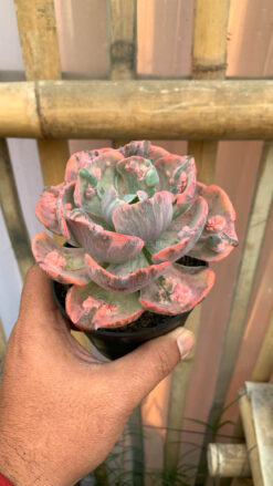 Echeveria Beyonce Variegated, real gallery image #17 plants. Picture taken directly from kaktus.id community Echeveria farmer green houses.