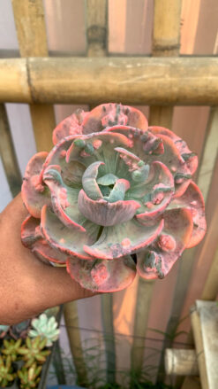 Echeveria Beyonce Variegated, real gallery image #16 plants. Picture taken directly from kaktus.id community Echeveria farmer green houses.
