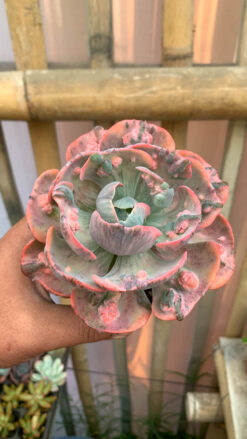 Echeveria Beyonce Variegated, real gallery image #15 plants. Picture taken directly from kaktus.id community Echeveria farmer green houses.