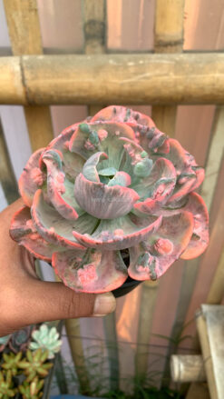 Echeveria Beyonce Variegated, real gallery image #14 plants. Picture taken directly from kaktus.id community Echeveria farmer green houses.