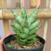 Sansevieria Pagoda Temples, real feature image plant. Picture taken directly from kaktus.id community Sansevieria farmer green houses.