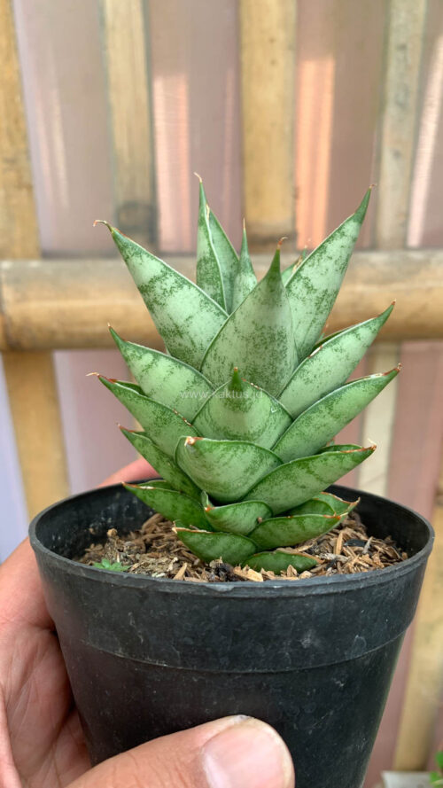Sansevieria Pagoda Temples, real gallery image #2 plants. Picture taken directly from kaktus.id community Sansevieria farmer green houses.
