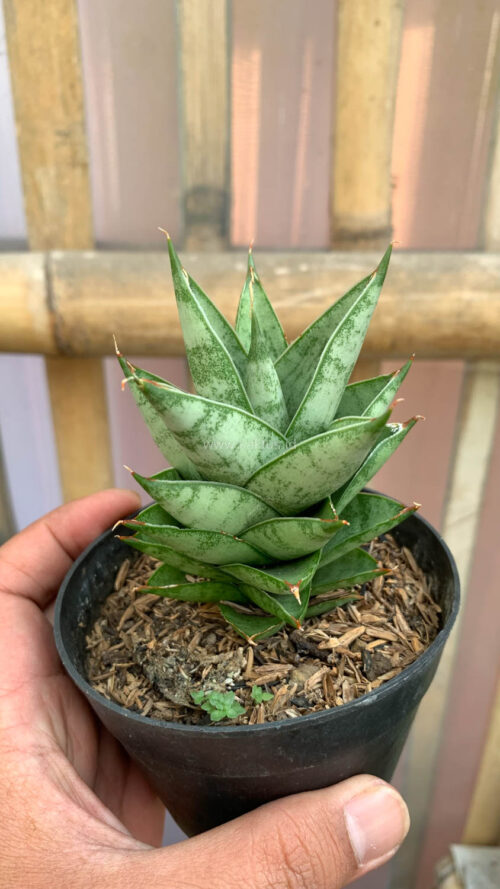 Sansevieria Pagoda Temples, real gallery image #3 plants. Picture taken directly from kaktus.id community Sansevieria farmer green houses.