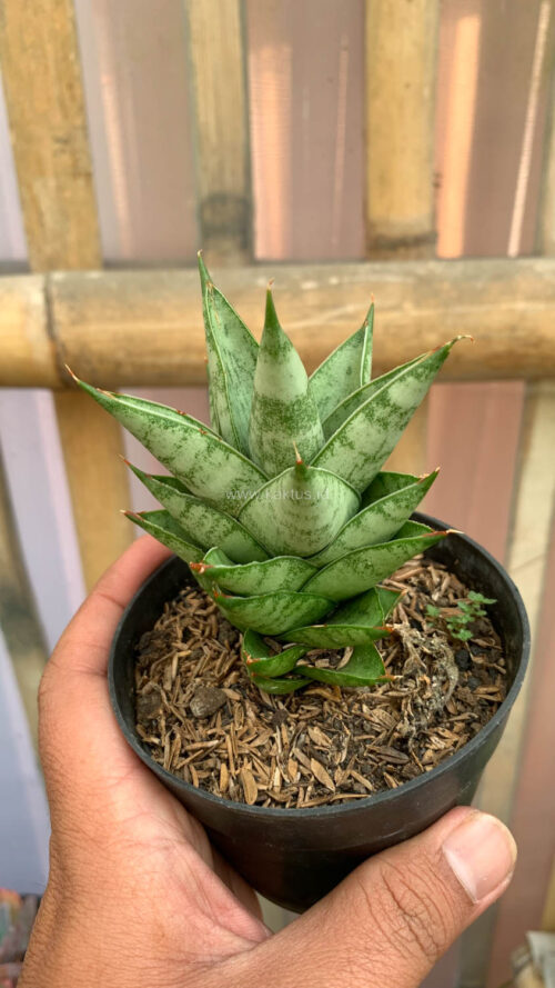Sansevieria Pagoda Temples, real gallery image #4 plants. Picture taken directly from kaktus.id community Sansevieria farmer green houses.