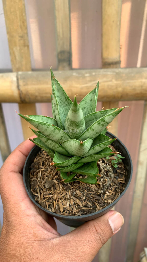 kaktus.id