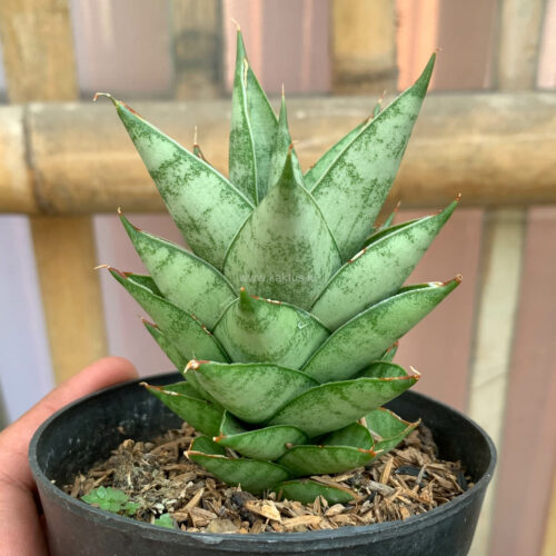 Sansevieria Pagoda Temples, real feature image plant. Picture taken directly from kaktus.id community Sansevieria farmer green houses.