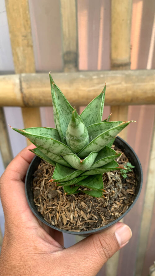 Sansevieria Pagoda Temples, real gallery image #1 plants. Picture taken directly from kaktus.id community Sansevieria farmer green houses.