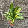 Sansevieria Futura America Variegated, real feature image plant. Picture taken directly from kaktus.id community Sansevieria farmer green houses.