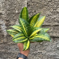 Sansevieria Futura America Variegated, real feature image plant. Picture taken directly from kaktus.id community Sansevieria farmer green houses.