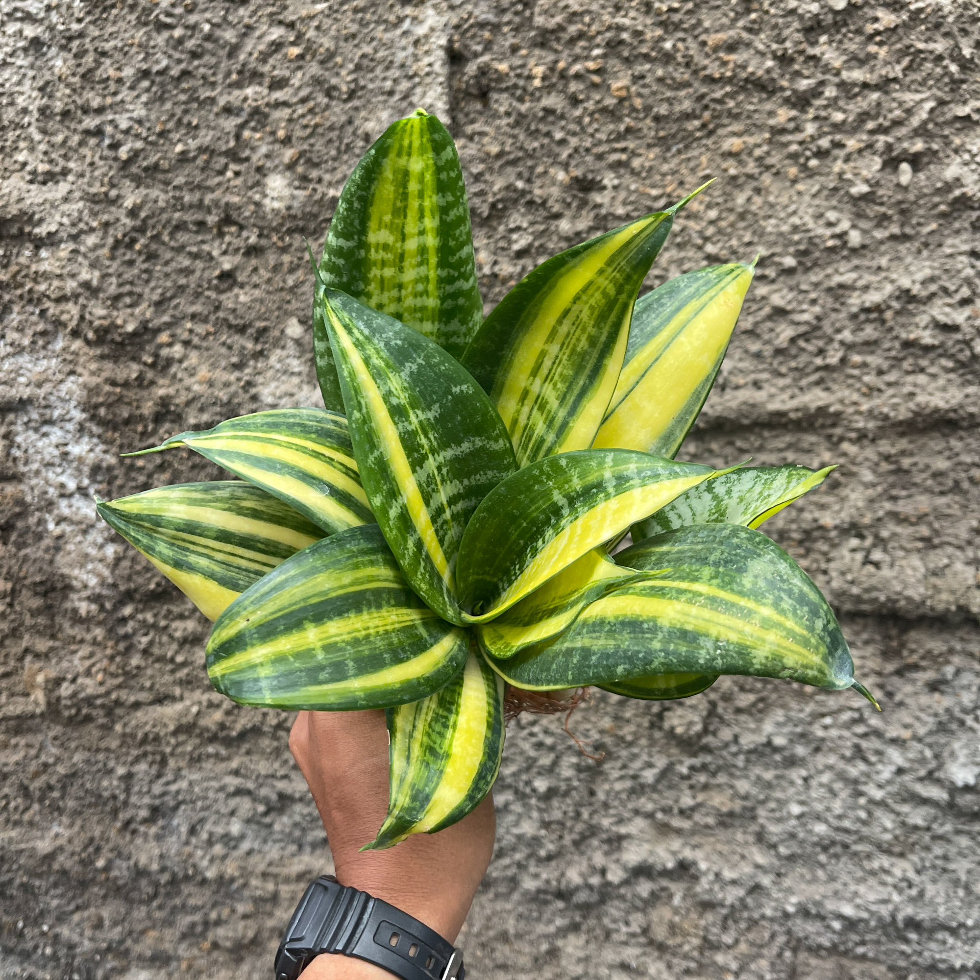 Sansevieria Futura America Variegated For Sale - Real Pictures, kaktus.id  Plants Exporter