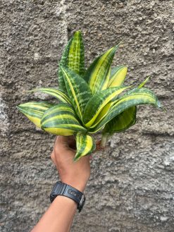 Sansevieria Futura America Variegated, real gallery image #2 plants. Picture taken directly from kaktus.id community Sansevieria farmer green houses.