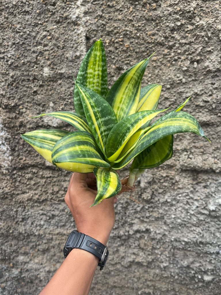 kaktus.id