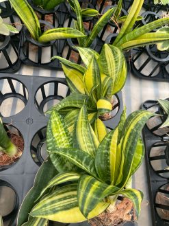 Sansevieria Futura America Variegated, real gallery image #3 plants. Picture taken directly from kaktus.id community Sansevieria farmer green houses.