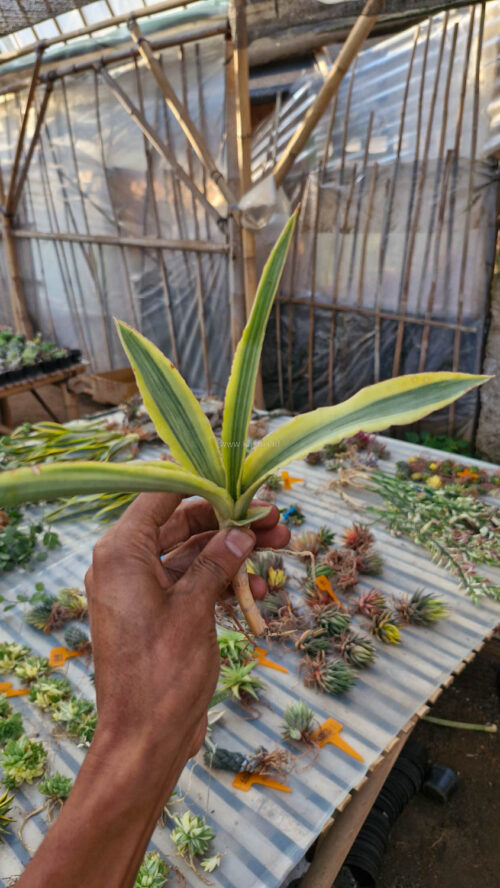 Sansevieria Katana Variegated, real gallery image #1 plants. Picture taken directly from kaktus.id community Sansevieria farmer green houses.