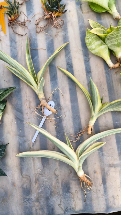 Sansevieria Katana Variegated, real gallery image #7 plants. Picture taken directly from kaktus.id community Sansevieria farmer green houses.