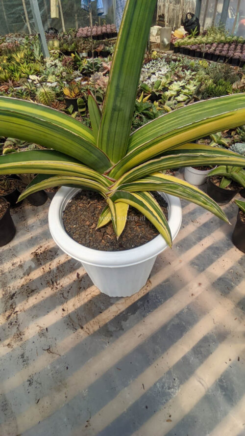 Sansevieria Robusta Dwarf Variegated 45 Cm, real gallery image #2 plants. Picture taken directly from kaktus.id community Sansevieria farmer green houses.