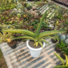 Sansevieria Robusta Dwarf Variegated 45 Cm, real feature image plant. Picture taken directly from kaktus.id community Sansevieria farmer green houses.