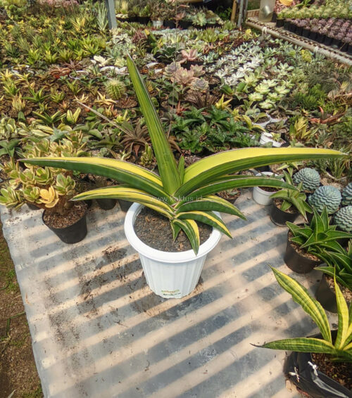 Sansevieria Robusta Dwarf Variegated 45 Cm, real gallery image #3 plants. Picture taken directly from kaktus.id community Sansevieria farmer green houses.