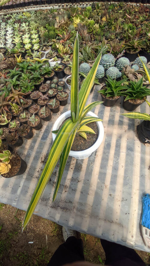 Sansevieria Robusta Dwarf Variegated 45 Cm, real gallery image #4 plants. Picture taken directly from kaktus.id community Sansevieria farmer green houses.