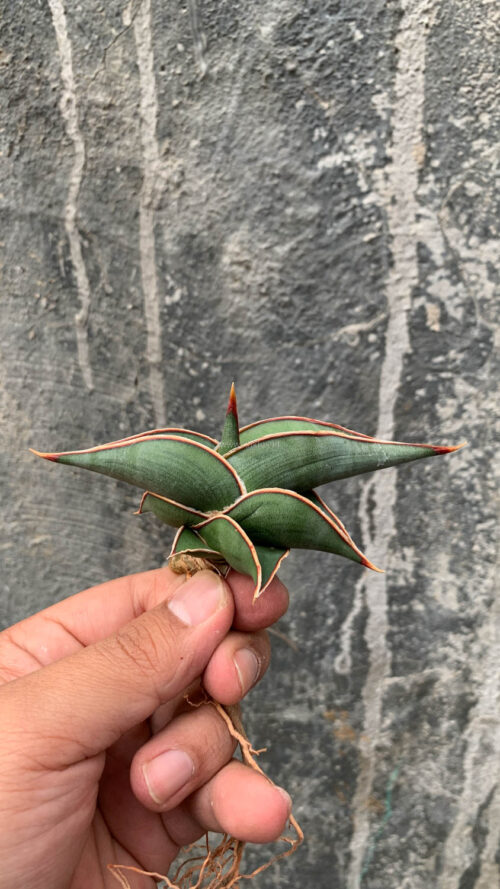 Sansevieria Rorida, real gallery image #2 plants. Picture taken directly from kaktus.id community Sansevieria farmer green houses.