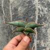 Sansevieria Rorida, real feature image plant. Picture taken directly from kaktus.id community Sansevieria farmer green houses.
