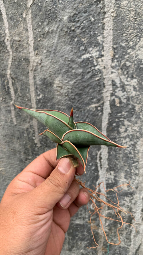 Sansevieria Rorida, real gallery image #25 plants. Picture taken directly from kaktus.id community Sansevieria farmer green houses.