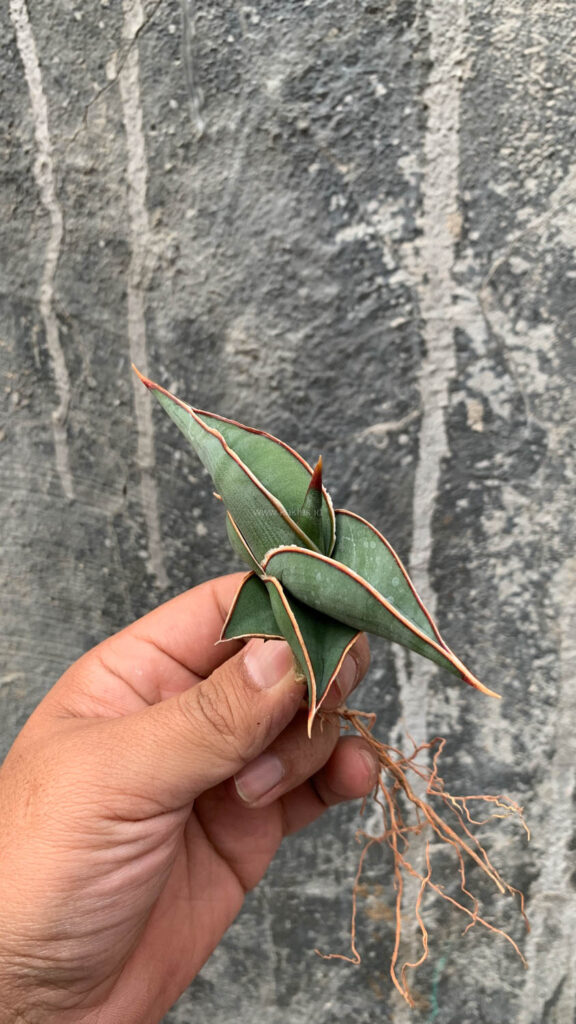 kaktus.id