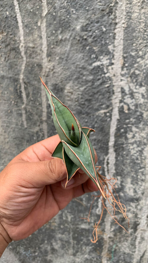 Sansevieria Rorida, real gallery image #18 plants. Picture taken directly from kaktus.id community Sansevieria farmer green houses.
