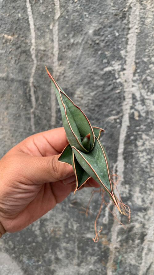 Sansevieria Rorida, real gallery image #12 plants. Picture taken directly from kaktus.id community Sansevieria farmer green houses.