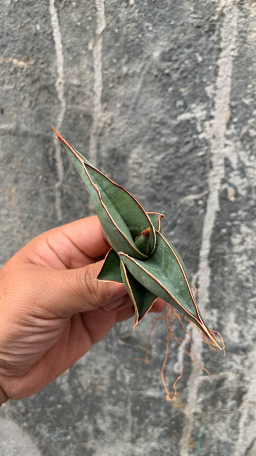 Sansevieria Rorida, real gallery image #10 plants. Picture taken directly from kaktus.id community Sansevieria farmer green houses.